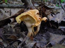 Cantharellus lateritius