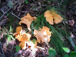 Cantharellus lateritius