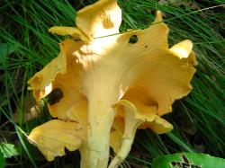 Cantharellus lateritius