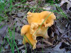 Cantharellus lateritius