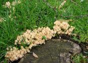 Coprinellus disseminatus