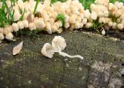 Coprinellus disseminatus
