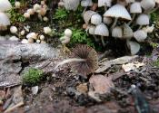 Coprinellus disseminatus