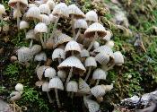 Coprinellus disseminatus 