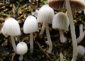 Coprinellus disseminatus