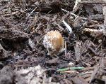 Coprinellus flocculosus