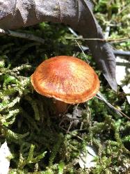 Cortinarius hesleri