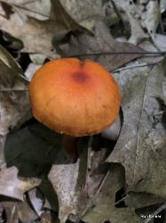 Cortinarius hesleri