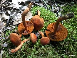 Cortinarius hesleri