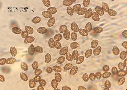 Cortinarius hesleri spores