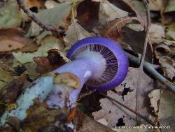 Cortinarius iodes