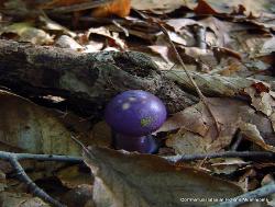 Cortinarius iodes
