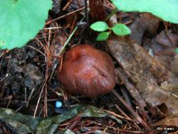 Cortinarius rubripes
