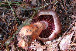 Cortinarius rubripes