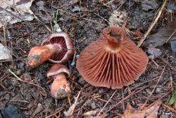 Cortinarius rubripes