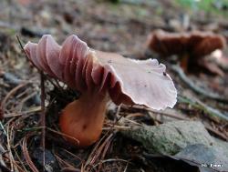 Cortinarius rubripes