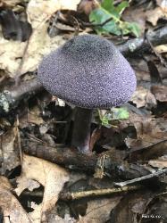 Cortinarius violaceus