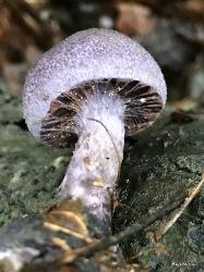 Cortinarius violaceus