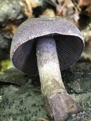 Cortinarius violaceus