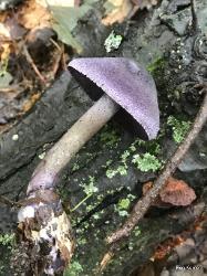 Cortinarius violaceus