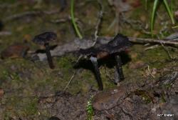 craterellus calyculus