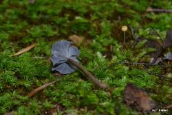 craterellus calyculus
