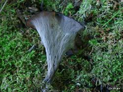 Craterellus fallax