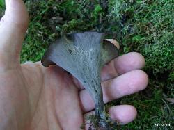 Craterellus fallax