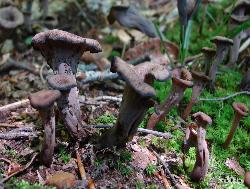 Craterellus fallax