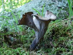 Craterellus fallax