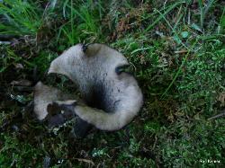 Craterellus fallax