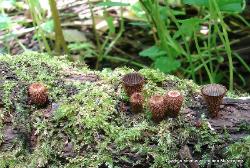 Cyathus striatus