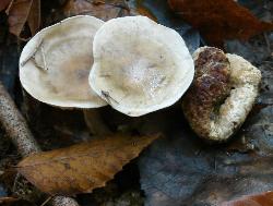 Entoloma abortivum