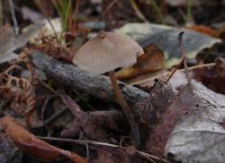Entoloma strictius