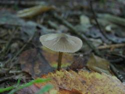 Entoloma strictius