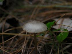 Entoloma strictius