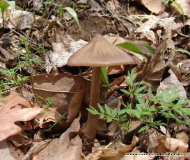 Entoloma vernum