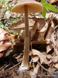 Entoloma vernum