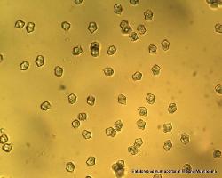 Entoloma vernum spores