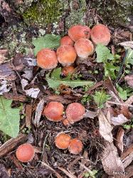 Hypholoma sublateritium