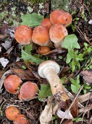 Hypholoma sublateritium