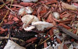 Hohenbuehelia mastrucata