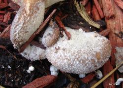 Hohenbuehelia mastrucata