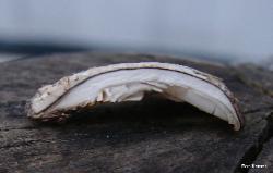 Hohenbuehelia mastrucata