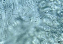 Hohenbuehelia mastrucata clamp connection