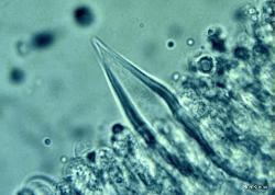 Hohenbuehelia mastrucata Pleurocystidia