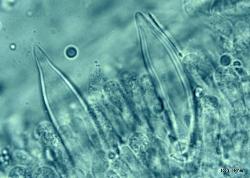 Hohenbuehelia mastrucata Pleurocystidia