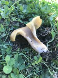 Hohenbuehelia petaloides