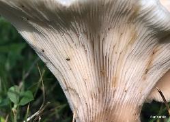 Hohenbuehelia petaloides