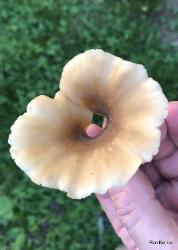 Hohenbuehelia petaloides